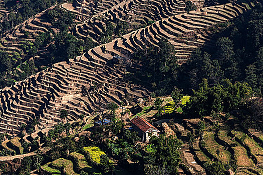梯田耕种,地点,梯田,纳加阔特,尼泊尔,亚洲