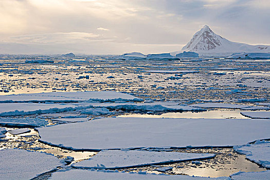 南极,靠近,阿德莱德,岛屿,浮冰,冰