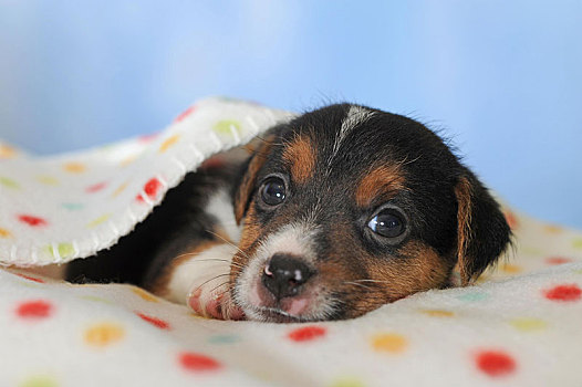 杰克罗素狗,三色,小狗,5星期大,卧,斑点,毯子,奥地利,欧洲