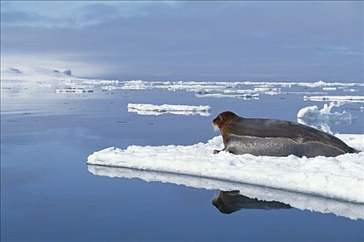 髯海豹,休息,浮冰,挪威
