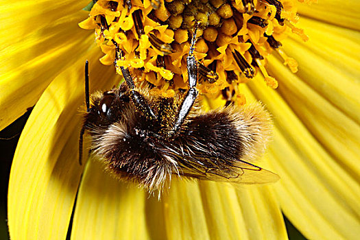红尾的,大黄蜂,成年,雄性,向日葵,花园,波厄斯郡,威尔士,英国,欧洲