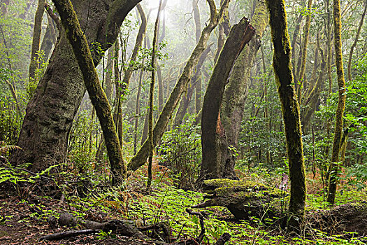 雾林,树林,加拉霍艾国家公园,加纳利群岛,西班牙,欧洲