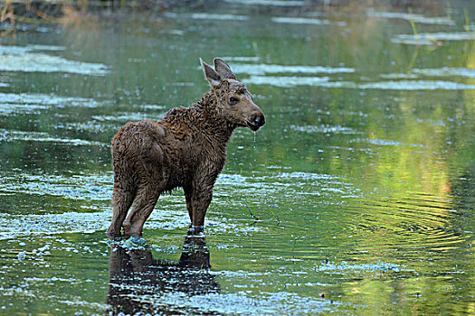 驼鹿,幼兽,水塘,黑森州,德国