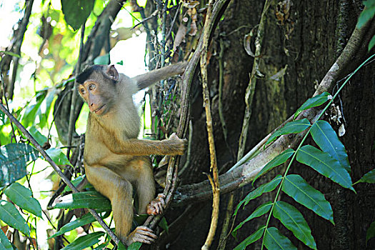 malaysia,borneo,sepilok,southern,pig-tailed,macaque,macaca,nemestrina,adult,female,in,primary,rainforest