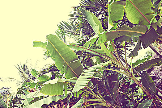 香蕉,棕榈树