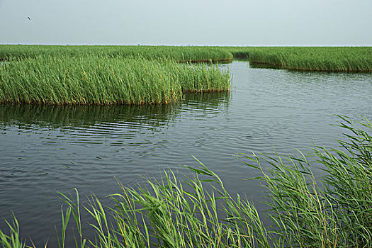 齐齐哈尔-扎龙湿地