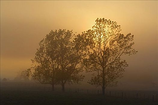 树,雾,亚拉谷,维多利亚,澳大利亚