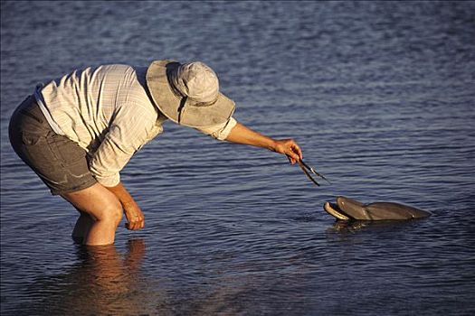 宽吻海豚,吃,鱼,手,澳大利亚