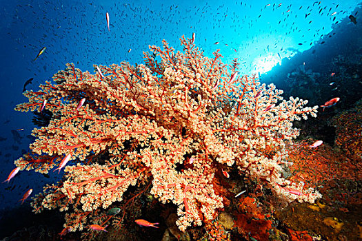 茂密,红色,软珊瑚,珊瑚,礁石,大堡礁,世界遗产,昆士兰,澳大利亚,太平洋