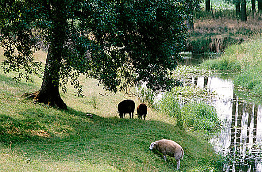 绵羊,放牧,草地,荷兰