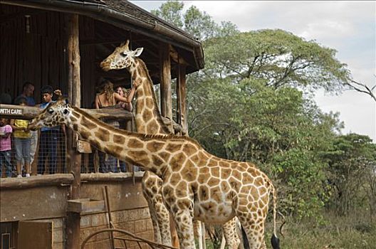 肯尼亚,内罗毕,长颈鹿,中心,游客,罐,手,喂食,平视