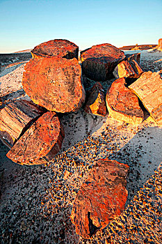 石化,原木,石化森林国家公园,亚利桑那