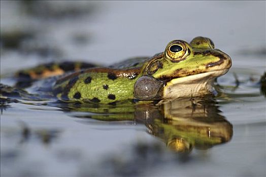 水蛙,蛙属