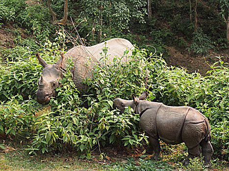 尼泊尔犀牛