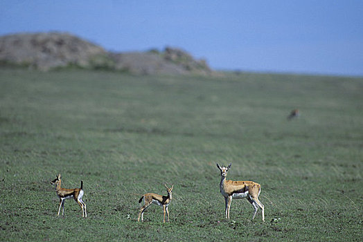 坦桑尼亚,塞伦盖蒂,汤氏瞪羚,母兽,幼仔