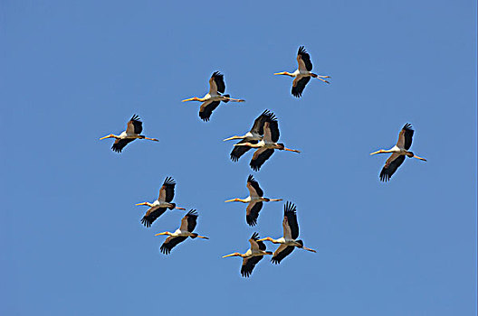 鹳,成群,十一,飞行,南卢安瓜国家公园,赞比亚,非洲