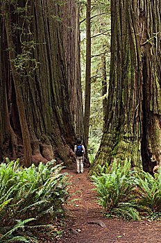 杰迪戴亚-史密斯红杉树州立公园,小树林,远足,红杉林,北美红杉
