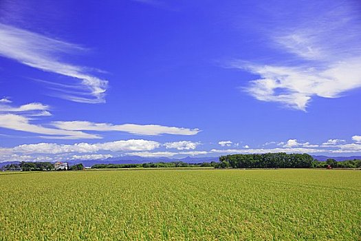 蓝天,稻田