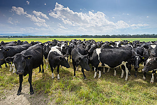 草地,母牛,草场,晴天,新西兰
