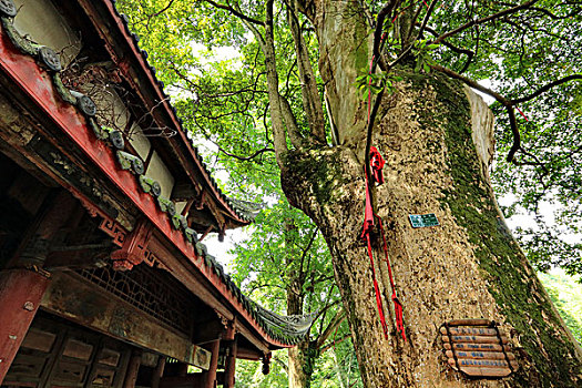 成都,嵩州市大明寺