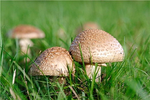 野蘑菇图片素材_野蘑菇图片素材大全_野蘑菇素材大全