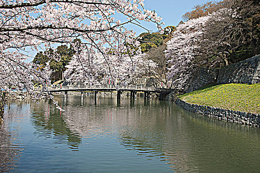 樱花,城堡,滋贺,日本