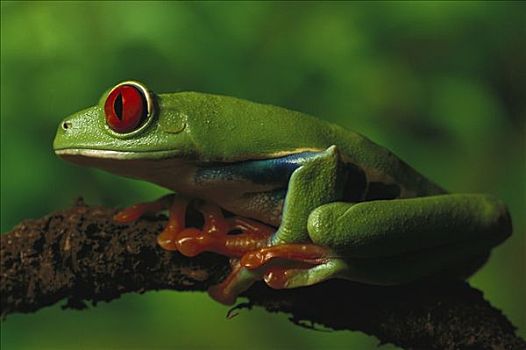 红眼树蛙,肖像,坐,细枝,热带,雨林,中美洲
