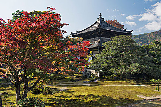 庙宇,地面,红枫,树,岚山,京都,日本