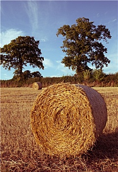 干草包,地点,丰收,英国