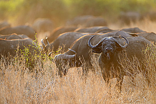 水牛,非洲,非洲水牛,牧群,晚上,亮光,南卢安瓜国家公园,赞比亚