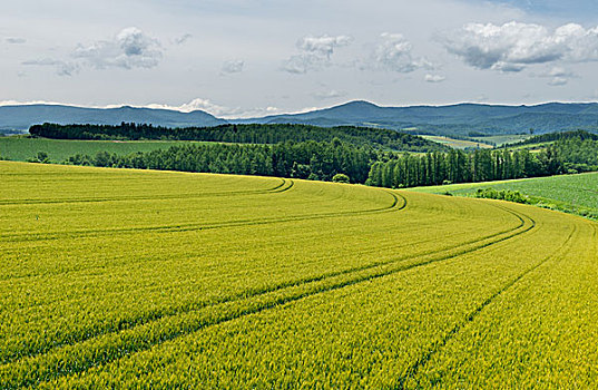 日本北海道美瑛