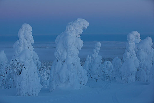 积雪,树,山,库萨莫,北方,芬兰,欧洲
