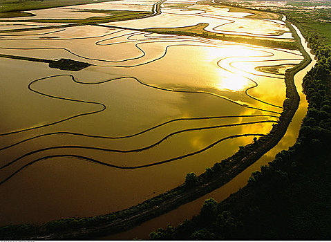 洪水,稻田,路易斯安那,美国