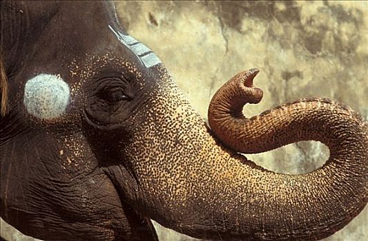 泰米尔纳德邦,大象