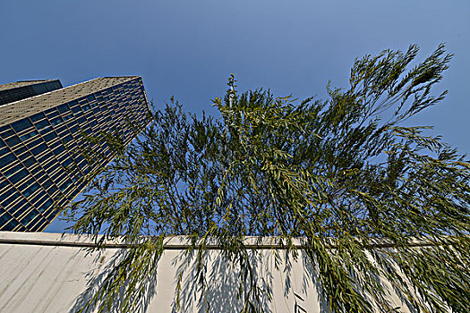 商务楼与柳树
