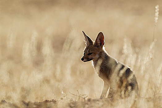 角狐,狐属,卡拉哈里沙漠,卡拉哈迪大羚羊国家公园,南非,非洲