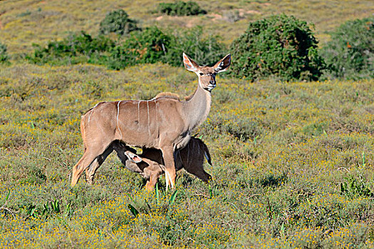 大捻角羚,幼兽,吸吮,阿多大象国家公园,东开普省,南非,非洲