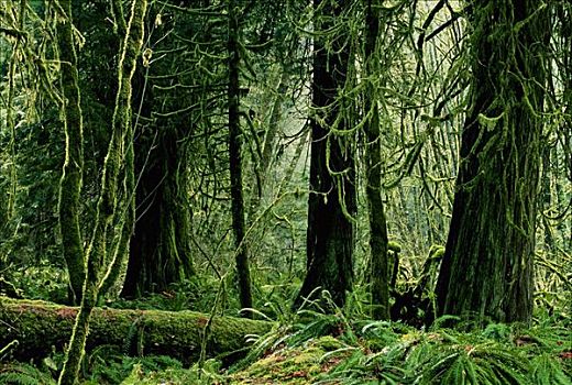 雨林,省立公园,温哥华岛,不列颠哥伦比亚省,加拿大
