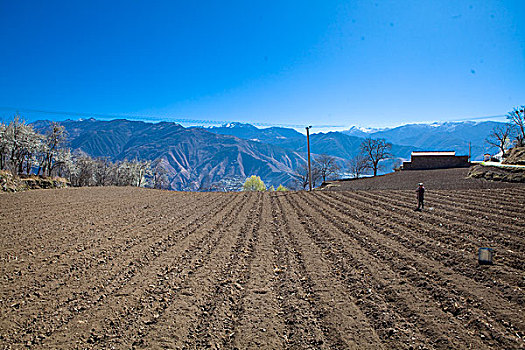 四川阿坝州金川,春天梨花梨树