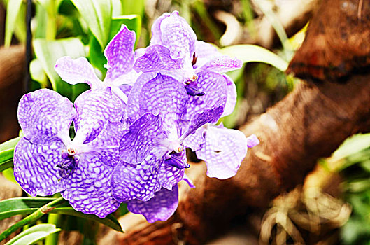 紫罗兰,兰花,上方,鲜明,自然背景,特写,照片