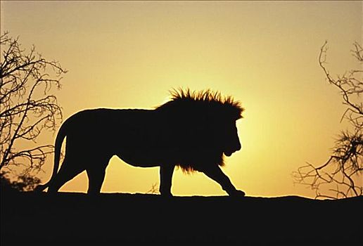 狮子,日落