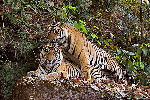 孟加拉虎,虎,班德哈维夫国家公园,中央邦,印度