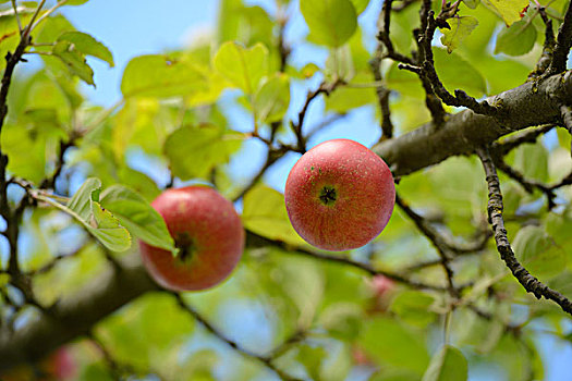 低角度查看,红苹果,生长在树上