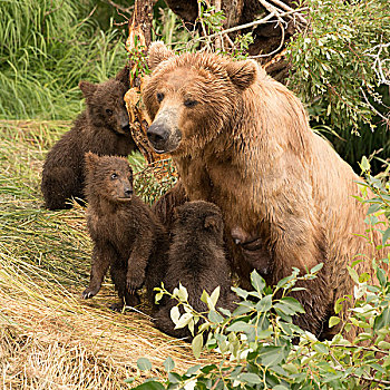 四个,棕熊,幼兽,坐