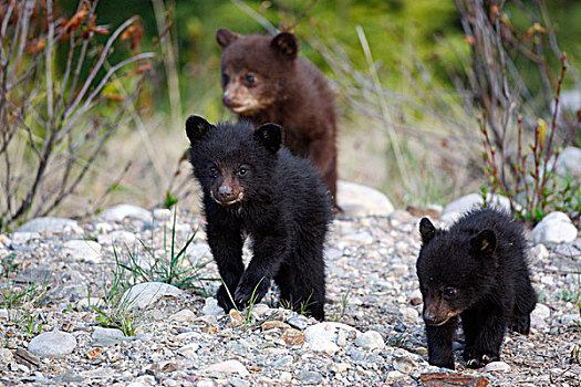 黑熊,美洲黑熊,幼兽,碧玉国家公园,艾伯塔省,加拿大