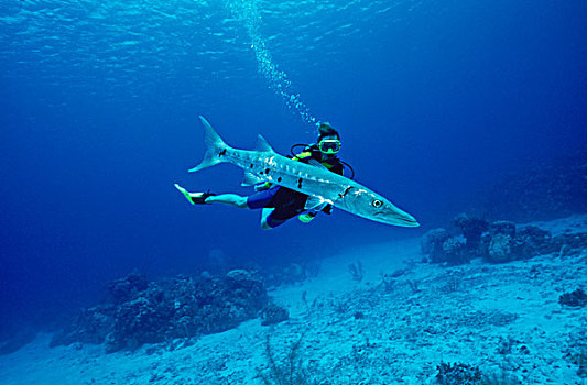 潜水者,鱼,水下,开曼群岛
