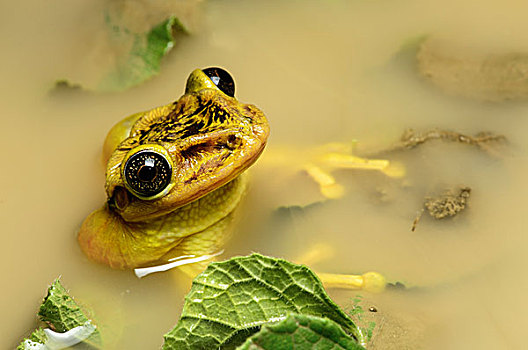 树蛙,雄性,水塘,厄瓜多尔,南美