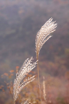 秋天野外随风舞动的荻花