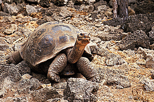 巨大,加拉帕戈斯,龟,加拉帕戈斯象龟,岩石上,加拉帕戈斯群岛