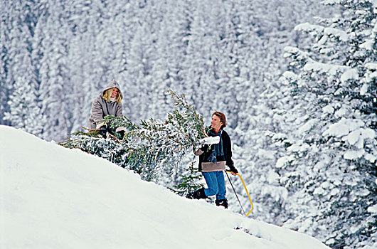 年轻,情侣,拉拽,圣诞树,艾伯塔省,加拿大